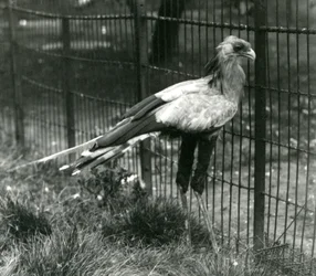 A Secretary Bird på London Zoo i september 1923