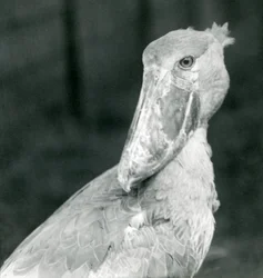 En skonäbbstork, London Zoo, juli 1926