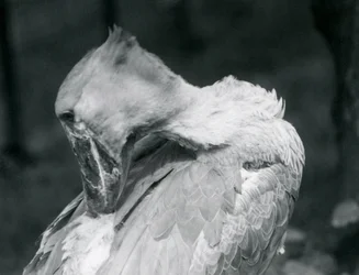 En skonäbb som putsar sina fjädrar på London Zoo 1926