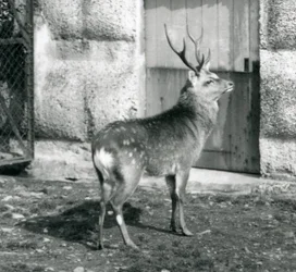 En SikaJapaneseSpotted Stag stående i hans inhägnad, på London Zoo, augusti 1927