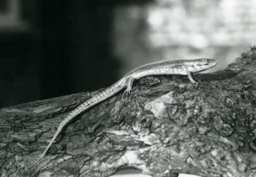 En skink som vilar på en stock på London Zoo 1929