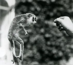 En smal Loris som står upprätt på en gren och tittar på en vårdares hand när den erbjuds en mjölmask, London Zoo, augusti 1926