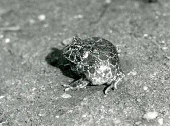 A South American Horned Frog, London Zoo, december 1925