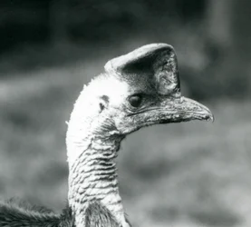 A Southern Cassowary på London Zoo, juni 1925