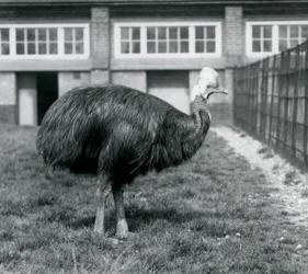 En Southern Cassowary på London Zoo i juni 1925