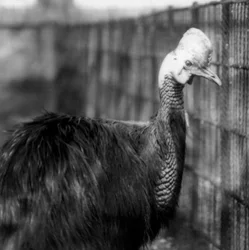 En Southern Cassowary på London Zoo i juni 1925
