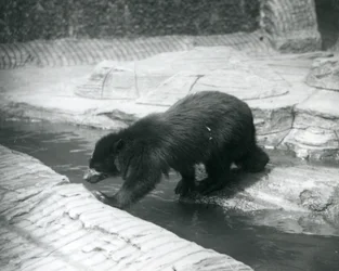 En glasögonbjörn eller andinbjörn korsar en bäck inom dess inhägnad vid London Zoo, juli 1925