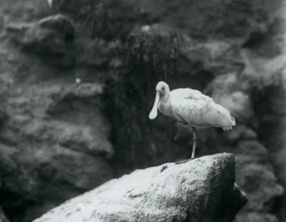 En skednäbb som står på en sten på London Zoo i september 1927