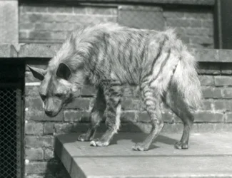 En randig hyaena som står på en plattform i sin inhägnad vid London Zoo, juni 1925