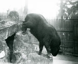 En Takin, även känd som en sämskskinn eller Gnu-get, som klättrar ner från klippor, London Zoo