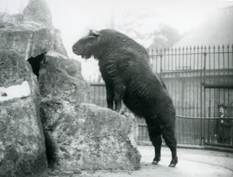 En Takin, även känd som en sämskskinn eller Gnu-get, som står upprätt med frambenen vilande på en sten, London Zoo