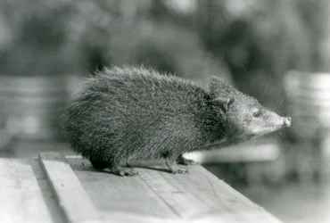 En Tenrec på London Zoo 1929 (svart/vitt foto)
