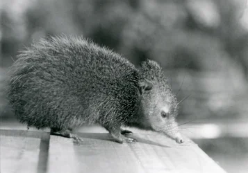 En Tenrec på London Zoo 1929 (s/v foto)