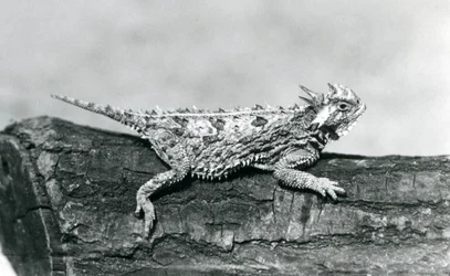 En Texas hornödla/hornpadda/hornpadda/kåtpadda vilar på en stock på London Zoo i augusti 1928 (s/v foto)