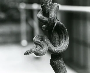 En texasråttsnok som ringlar sig runt en nästan lodrät gren på London Zoo i augusti 1928