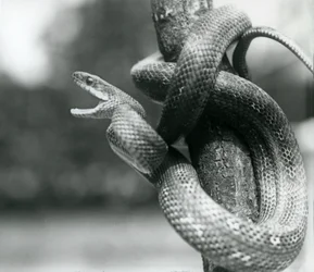 En Texas Rat Snake gapande, medan den rullas runt en nära vertikal gren, London Zoo, augusti 1928 (s/v foto)