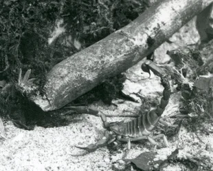En Texas Scorpion på London Zoo 1928 (s/v foto)