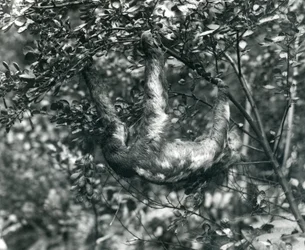 En tretåig sengångare som hänger från en lummig gren på London Zoo. augusti 1920.
