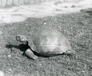En sköldpadda som står på gräs på London Zoo 1926 (s/v foto)