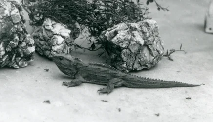 En Tuatara på London Zoo 1927