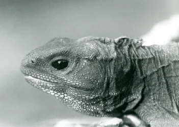 En tuatara i London Zoo år 1928