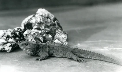 En Tuatara, liggande framför en sten, på London Zoo 1928 (s/v foto)