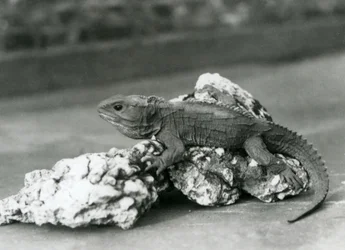 En tuatara som ligger på en klippa i London Zoo år 1929