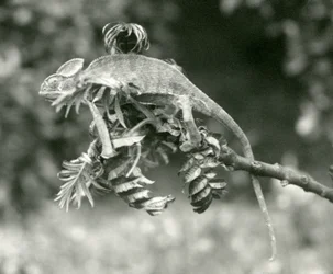 En beslöjad eller jemensk kameleont i slutet av en lummig gren på London Zoo, juni 1924