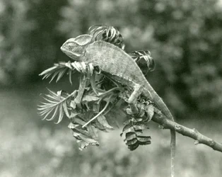En beslöjad eller jemensk kameleont i slutet av en lummig gren på London Zoo, juni 1924
