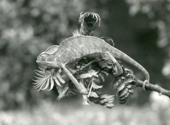 En hjälmkameleont eller jemenkameleont håller sig fast vid änden av en lövrik gren med sin gripsvans, London Zoo, juni 1924