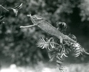 En beslöjad eller jemensk kameleont står på en lummig gren och sträcker sig mot en annan, London Zoo, juni 1924