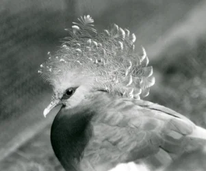 En Victoria Crowned Pigeon på London Zoo i september 1927