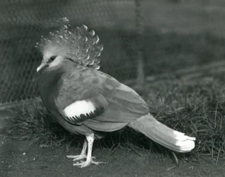 En Victoria Crowned Pigeon som står på marken på London Zoo i september 1927