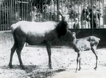 En Wapiti/Elk med sin fawn i deras hage med besökare som tittar på genom barer, London Zoo