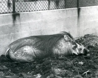 Ett vårtsvin sover i lera, London Zoo, juli 1927 (svart/vitt foto)