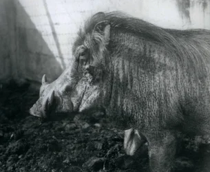 Ett vårtsvin som står i lera, London Zoo, 1927