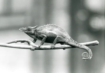 En West Usambara tvåhornig kameleont, London Zoo, 1927