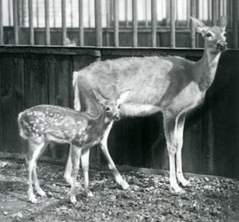 En vitsvanshjortshona från Virginia med sin kalv på London Zoo i augusti 1927