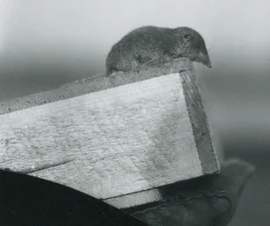 En vittandad smus som tittar ner över kanten på en trälåda, hållen av en handskar handsklädd hand, London Zoo, april 1917