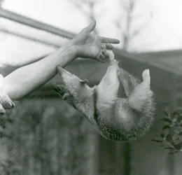 En ung nordlig tamandua hänger fast i sin skötares fingrar med gripsvansen medan den sträcker sig efter skötarens arm för att hålla sig fast, Londons zoo, april 1925