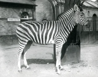 En zebra står i hagen utanför Zebrahuset på London Zoo 1925 (s/v foto)