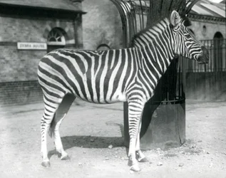 En zebra står i hagen utanför Zebrahuset på London Zoo 1925