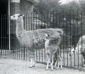 En baby lama eller cria med sin mor på London Zoo, 1926