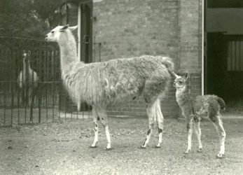 En baby lama eller cria med sin mamma på London Zoo, 1927