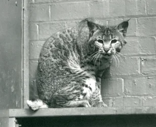 En vik lodjursbobcat tittar ner från en avsats, som den sitter på, i sin inhägnad, London Zoo, mars 1925