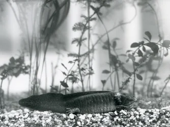 En svart axolotl/mexikansk salamander som vilar på grus på botten av en bassäng på London Zoo år 1928