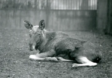 En tjur ElkMoose, som visar ärren efter sina nyligen utgjutna horn, liggandes på London Zoo, januari 1926