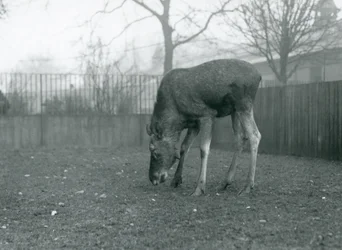 En älgtjur står i sin inhägnad och sträcker sig ned mot gräset, London Zoo, januari 1926