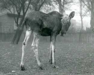 En tjur ElkMoose, med sår från nyligen fällda horn, stående på London Zoo, januari 1926