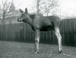 En tjur ElkMoose, med sår från nyligen fällda horn, stående på London Zoo, januari 1926